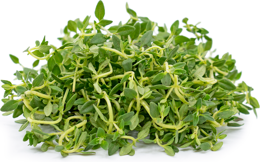 Lemon Thyme