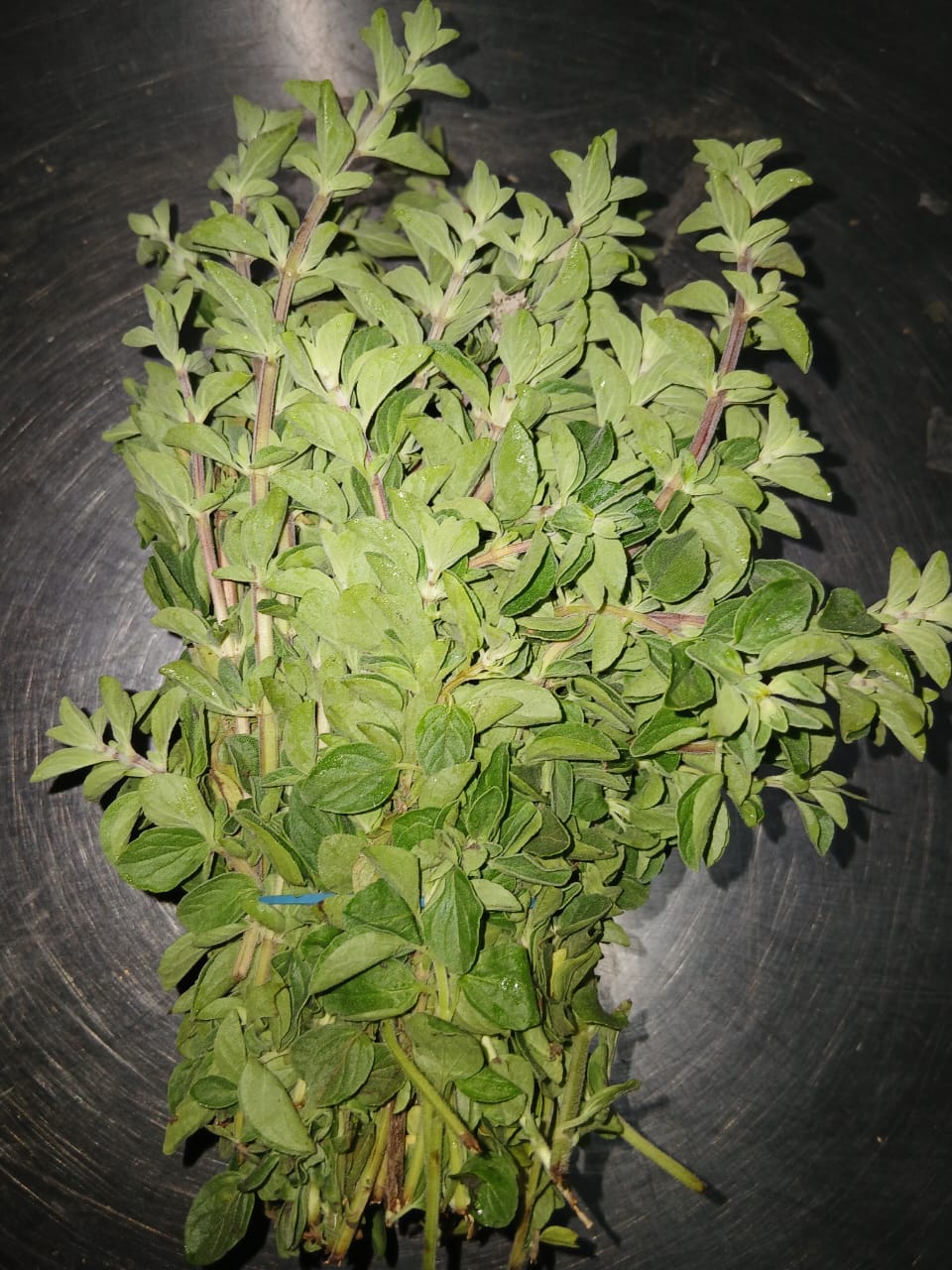 Oregano