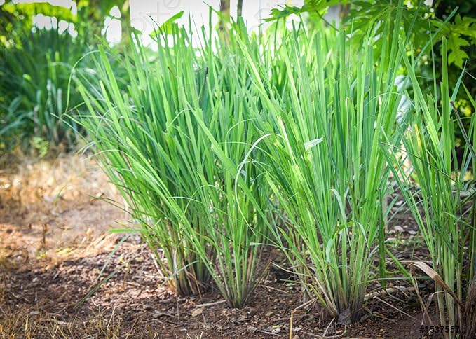 Lemon Grass